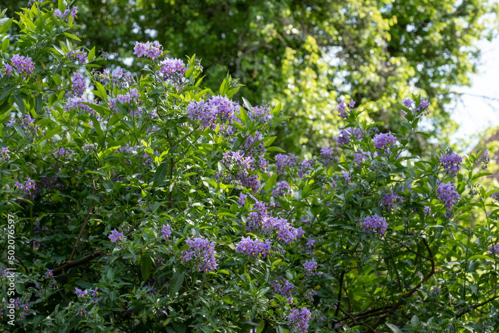 Obraz premium Chilean potato climbing plant also known as Solanum crispum, with bursts of purple and yellow flowers. Photographed in a suburban garden in Pinner, north west London UK.