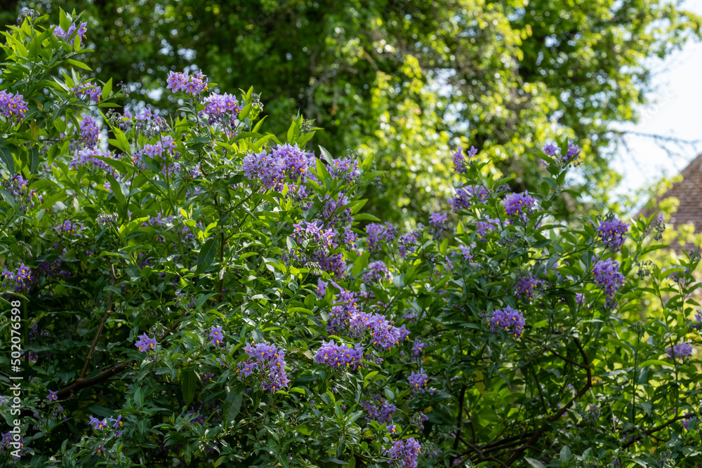 Obraz premium Chilean potato climbing plant also known as Solanum crispum, with bursts of purple and yellow flowers. Photographed in a suburban garden in Pinner, north west London UK.