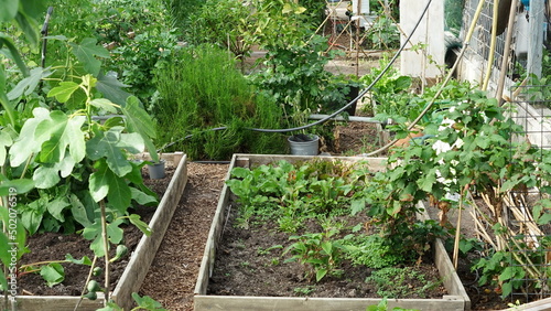 Vegetable garden raised beds in greenhouse growing horizontal
