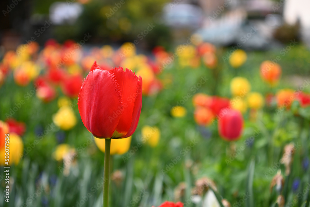 Obraz premium tulipani