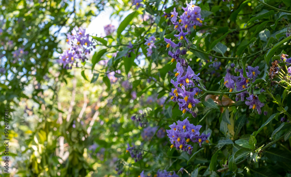 Chilean potato climbing plant also known as Solanum crispum, with bursts of purple and yellow flowers. Photographed in a suburban garden in Pinner, north west London UK. Chilean potato climbing plant also known as Solanum crispum, with bursts of purple and yellow flowers. Photographed in a suburban garden in Pinner, north west London UK.