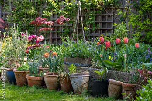 Wildlife friendly suburban garden with container plants  tulips  shrubs  flowers and greenery. Photographed in Pinner  northwest London UK.