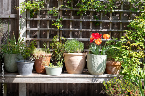 Wildlife friendly suburban garden with container plants, tulips, shrubs, flowers and greenery. Photographed in Pinner, northwest London UK.