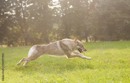 Czechoslovakian wolf in motion like a wolf