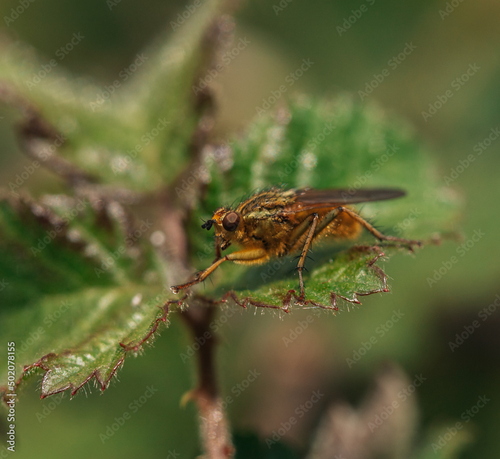 macro shot of an insect macro shot of an insect