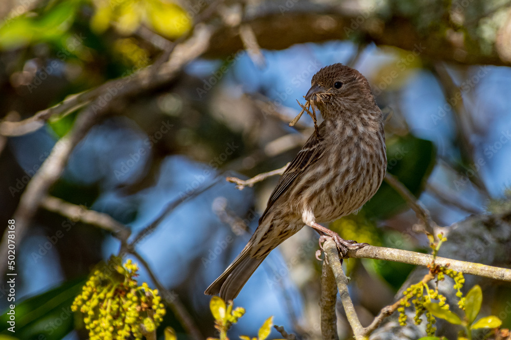 Purple Finch Gatering Nest Materials