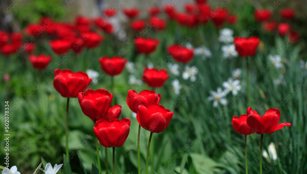 Colorful spring tulups on nature background