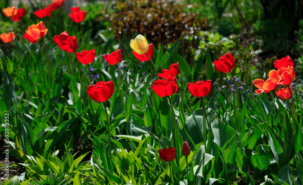 Colorful spring tulups on nature background Colorful spring tulups on nature background