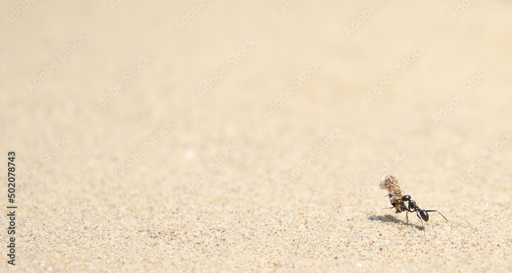 Ant with prey on sand background