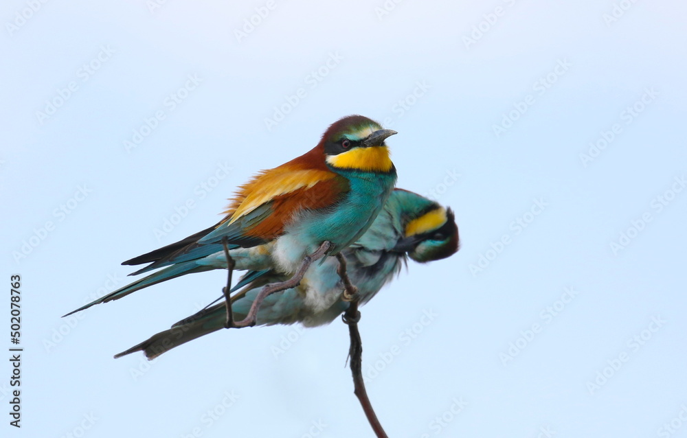 Fototapeta premium European bee-eaters perched on tree branch, Merops apiaster