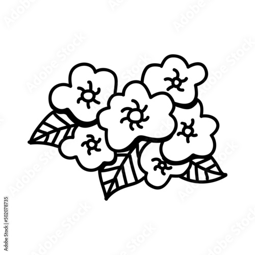 Single hand drawn primrose flower. Vector illustration in doodles style. Isolate on a white background. photo