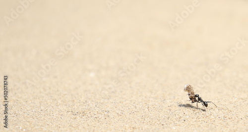 Ant with prey on sand background