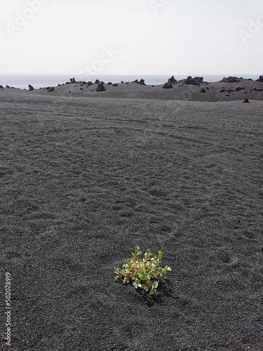 growing plant in volcanic ash on the island of La Palma, Canaries