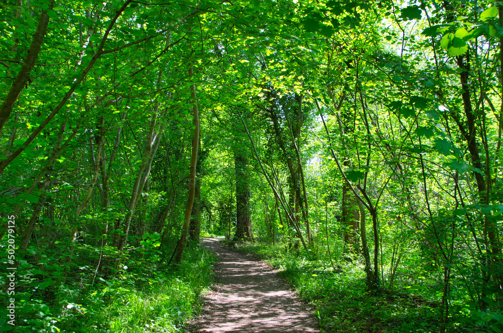 Naturschutzgebiet Taubergießen in der Ortenau Naturschutzgebiet Taubergießen in der Ortenau
