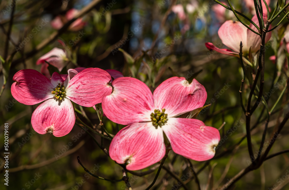Fototapeta premium Pink dogwood flowers in Frick Park, a city park in Pittsburgh, Pennsylvania, USA on a sunny spring day