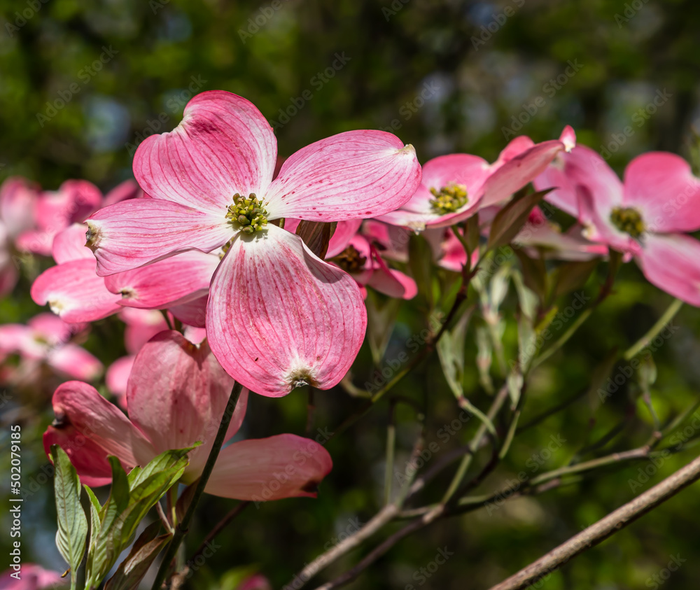 Pink dogwood flowers in Frick Park, a city park in Pittsburgh, Pennsylvania, USA on a sunny spring day Pink dogwood flowers in Frick Park, a city park in Pittsburgh, Pennsylvania, USA on a sunny spring day