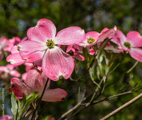 Pink dogwood flowers in Frick Park  a city park in Pittsburgh  Pennsylvania  USA on a sunny spring day