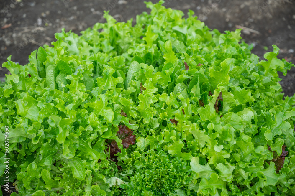 畑の葉物野菜 畑の葉物野菜