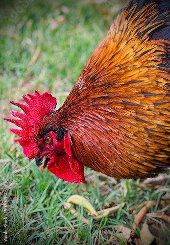 Male rooster grazing in the grass