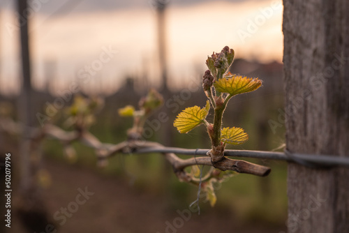 In the spring, vine shoots begin to grow in the vineyard