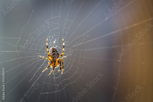 Foto spider on web