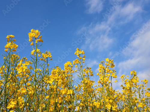 A close-up of the yellow flowers of blooming rapeseed with a blue sky background.