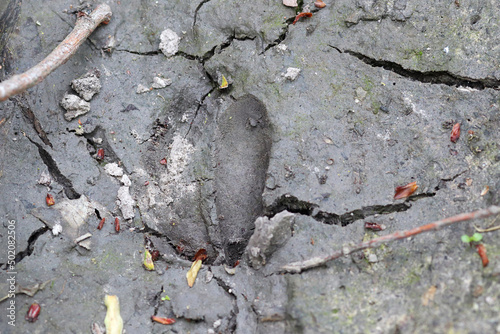 Empreinte de patte chevreuil trace de pas animaux sauvage sabot cervidé