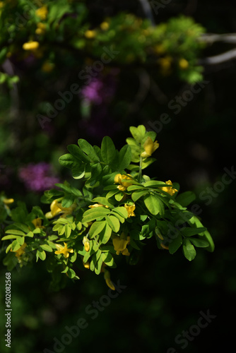 Gemeiner Erbsenstrauch photo