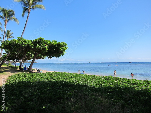 View of Baby Beach at Lahaina from behind a green leaves wall. Palm trees, blue sea, blue sky without clouds, people relaxing at the beach and at the shadow of a treetop. Maui, Hawaii.