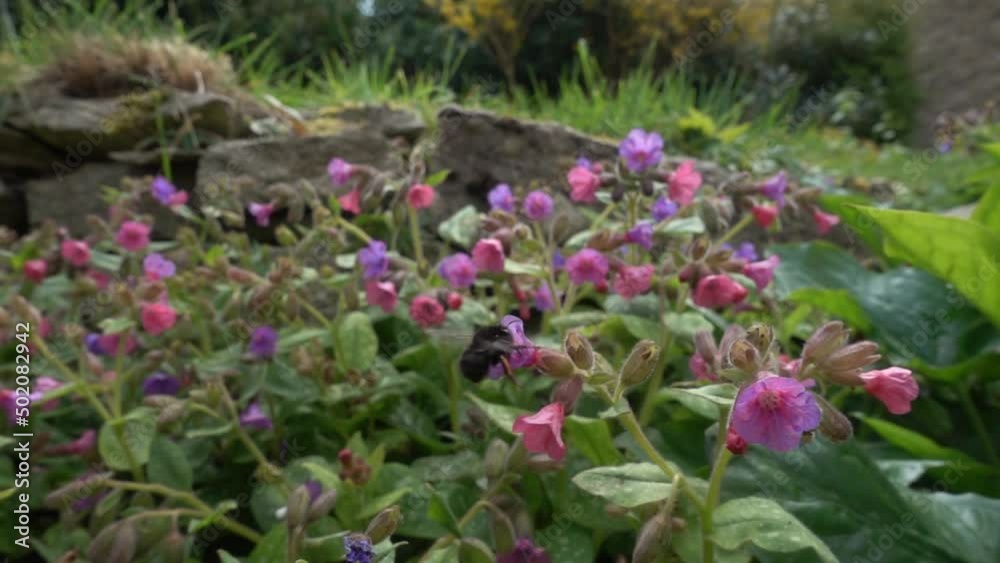Male Hairy footed flower bee visiting pulmonaria flowers. 10x Slow motion. Male Hairy footed flower bee visiting pulmonaria flowers. 10x Slow motion.