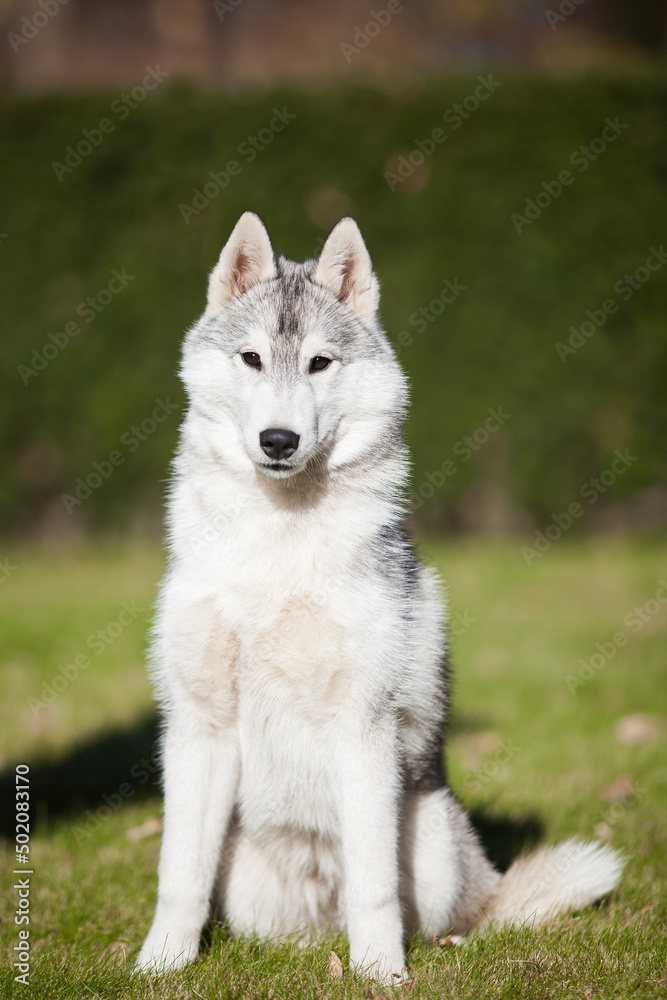 Obraz premium Beautiful gray siberian husky puppy in the park
