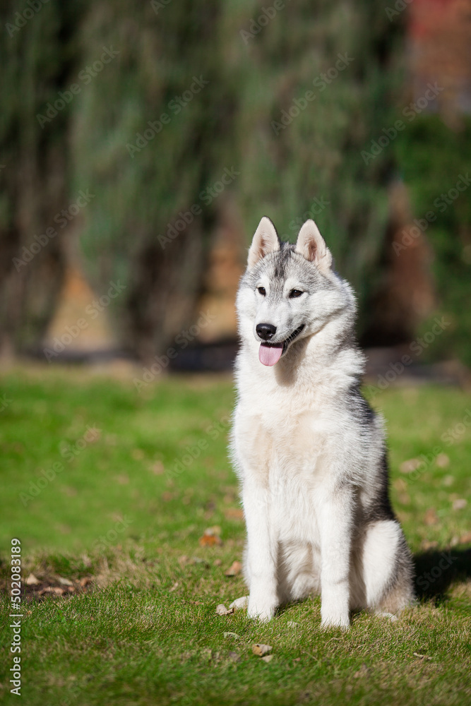 Obraz premium Beautiful gray siberian husky puppy in the park