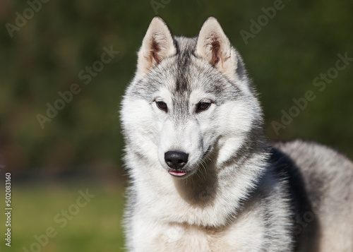  Beautiful gray siberian husky puppy in the park