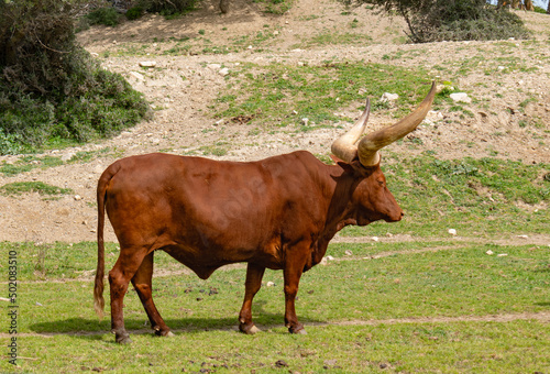 a Watusi in an African reserve