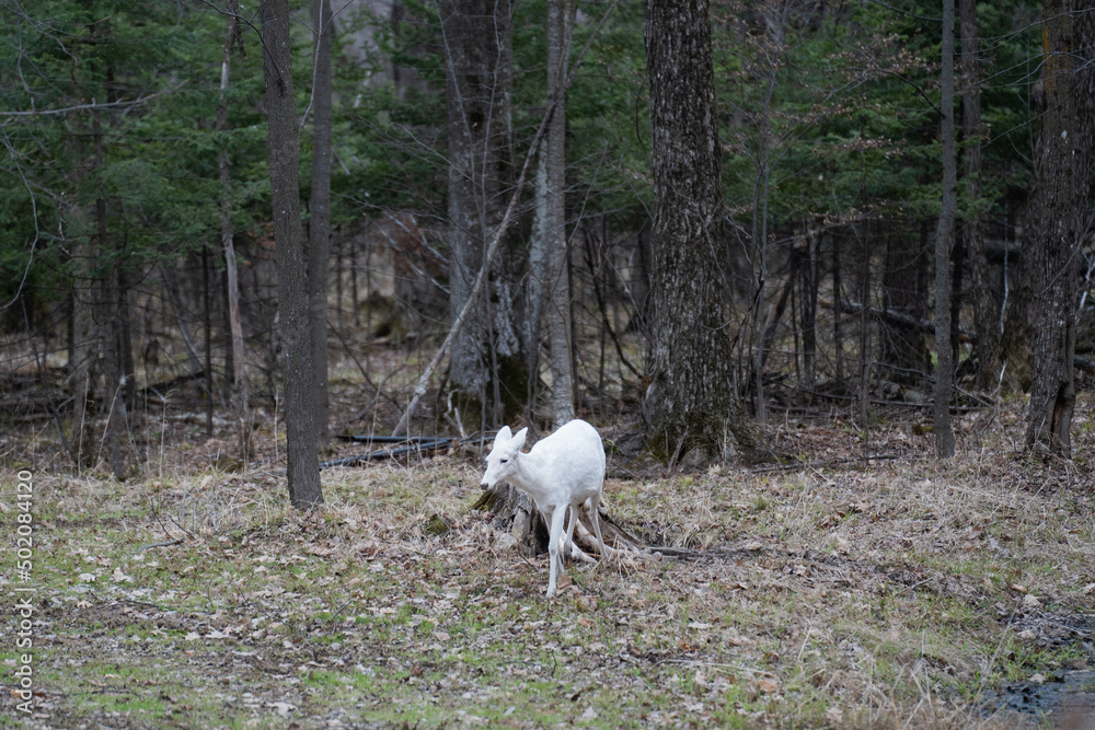 White Albino Deer Walking Through Forest White Albino Deer Walking Through Forest