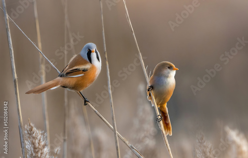 Pair of Bearded Tits or Reedlings