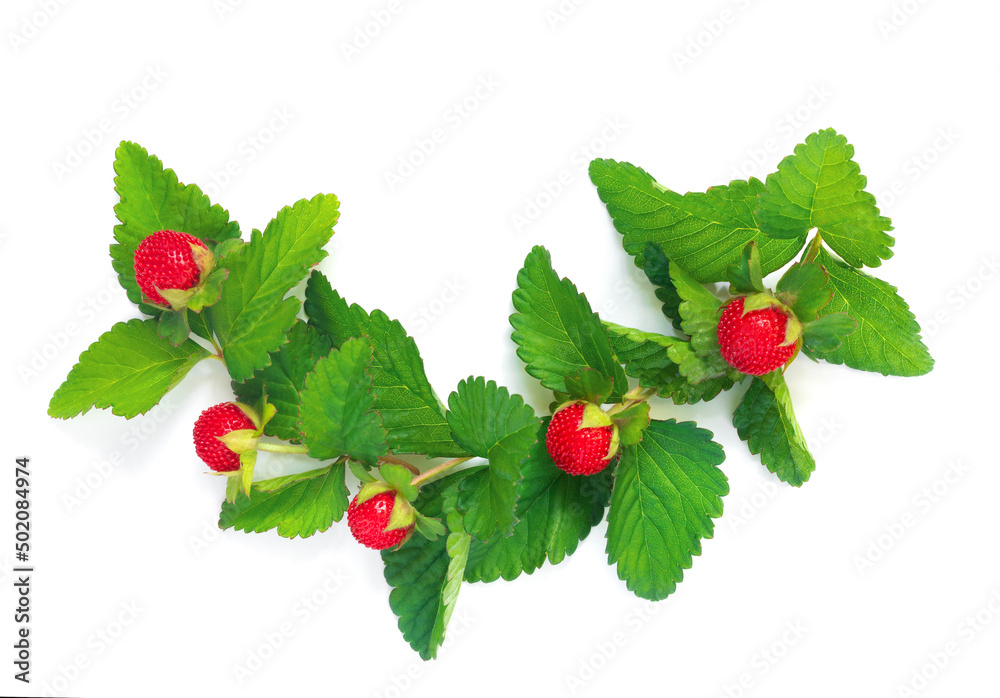 Pattern from garland with leaves and berries, isolated on white background, flat lay, top view. The concept of summer, spring, Mother's Day. Pattern from garland with leaves and berries, isolated on white background, flat lay, top view. The concept of summer, spring, Mother's Day.