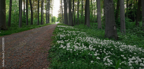 Beautiful view of Enghien park and bear's garlic carpet, Belgium photo