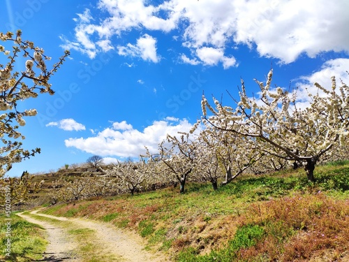 Cherry blossom in El Jerte valley, near Tornavacas village, Caceres province, Extremadura, Spain photo