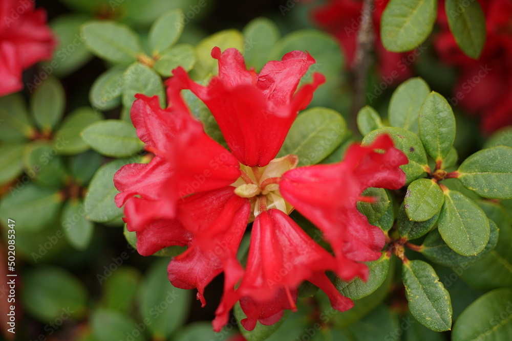 Rot blühender, sehr schön gewachsener Rhododendron im Mai in Nahaufnahme Rot blühender, sehr schön gewachsener Rhododendron im Mai in Nahaufnahme