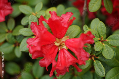 Rot blühender, sehr schön gewachsener Rhododendron im Mai in Nahaufnahme