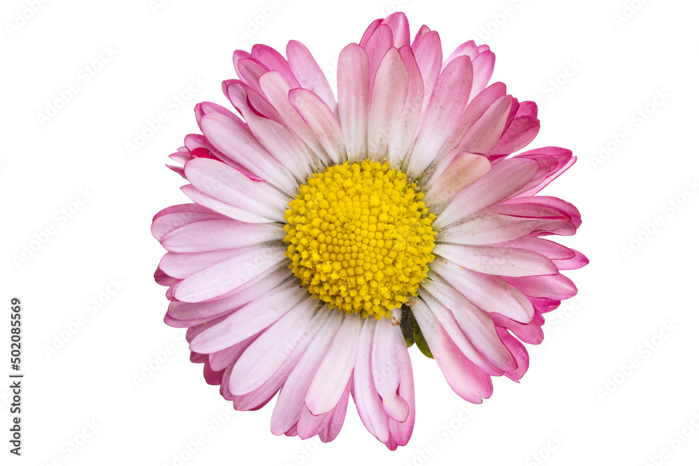 daisy flower isolated