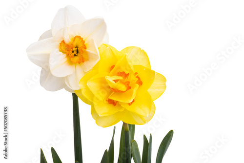 narcissus flower isolated