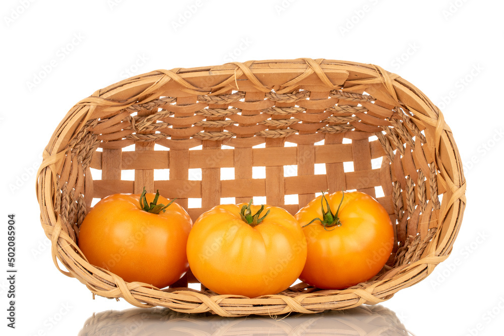 Three ripe yellow tomatoes in a basket, close-up, isolated on a white background. Three ripe yellow tomatoes in a basket, close-up, isolated on a white background.