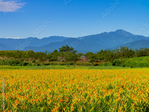 Morning view of the orange daylilies and landscape