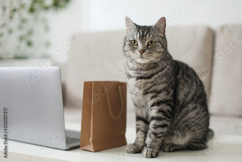 Fotografie A gray tabby cat looking at craft paper bags at home