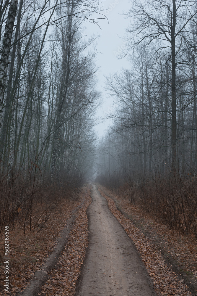 Obraz premium Autumn. Fog in the forest. Bicycle travel.