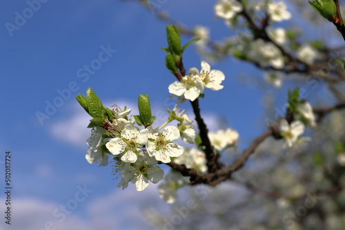Spring nature, flowers on a branch of plums. Close-up of white-yellow blossoms. Blue sky background. Green leaves. Awakening nature after winter.