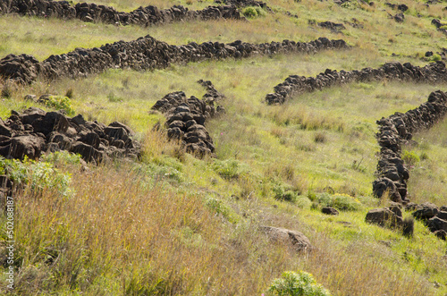 Abandoned cultivation terraces in Los Almacigos. Alajero. La Gomera. Canary Islands. Spain. photo