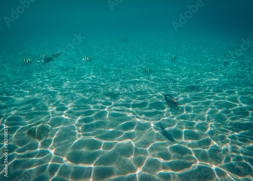 Fish in the sea of Egypt © nicolagiordano
